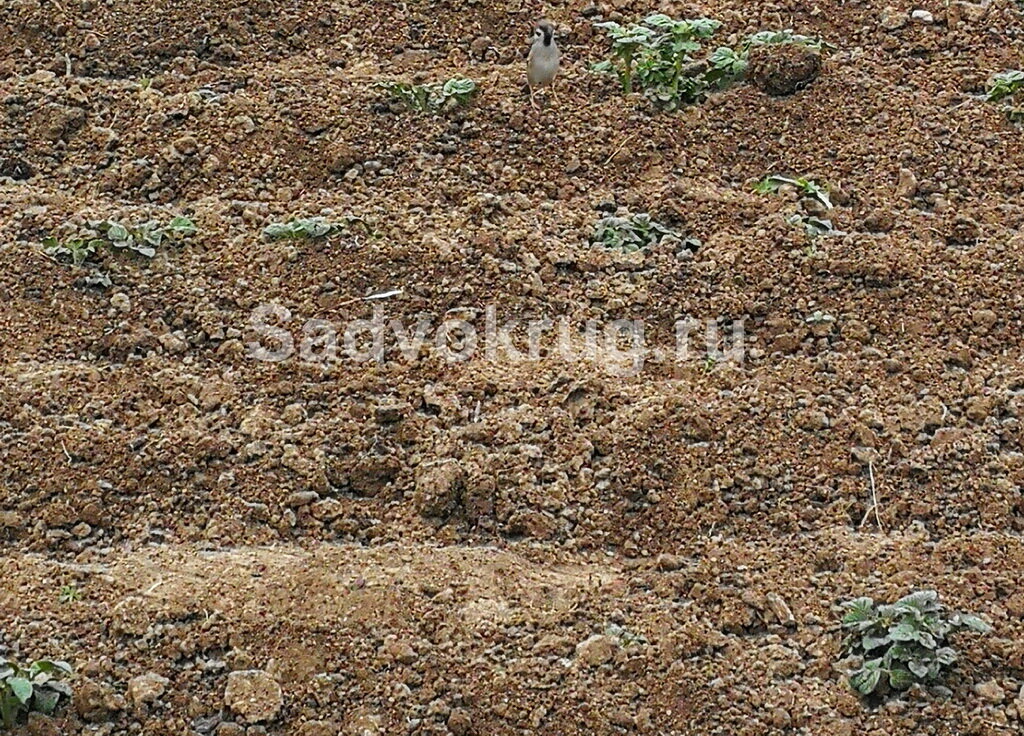 Глинистая почва