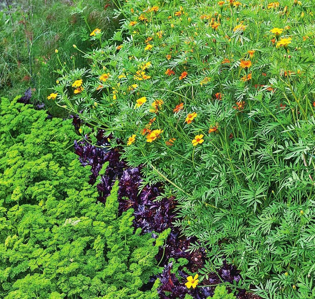 Пряные цветы. Пряные многолетники. Вечнозеленые однолетники. Пряные травы многолетки. Декоративные растения для сада