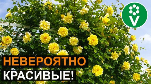 Топ-7 сортов плетистых роз, которые преобразят любой сад!