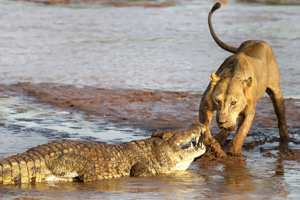 Пасла животных. Нильский крокодил. Нильский крокодил охота. Нильский крокодил против Льва. Нильский крокодил ест крокодил.