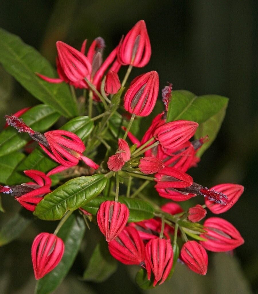 Goethea strictiflora