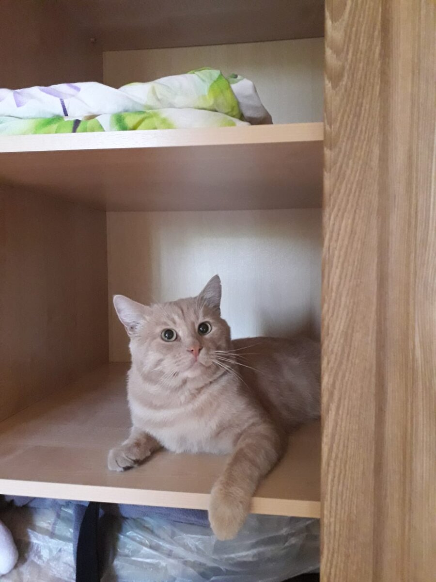 Мой Персей) Испугался, что его обнаружили?) 