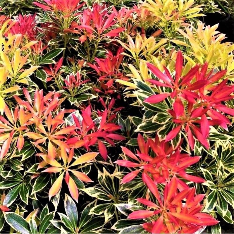  Листва пиериса Flaming Silver. Фото с сайта: https://rozetka.com.ua.