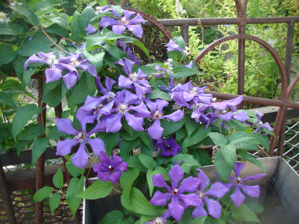 Молодой клематис