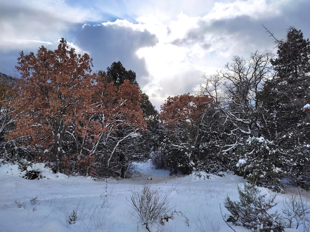 Ласпи в снегу