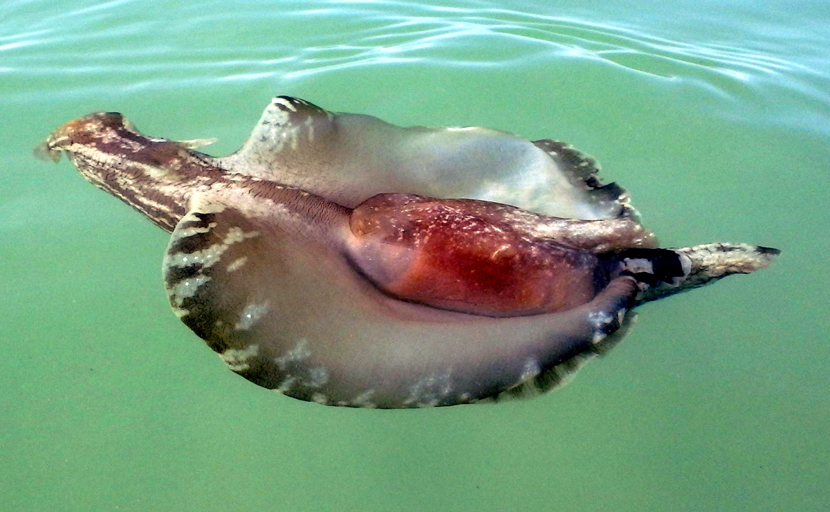 морской заяц aplysia, морской заяц моллюск аплизия, аплизия морской кролик, чёрный морской заяц (aplysia vaccaria)