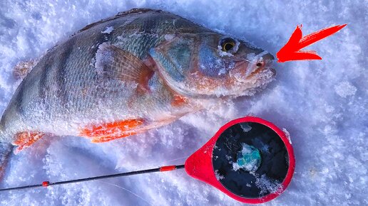 Не клевало! И вдруг я поставил эту мормышку ... Безмотылка в глухозимье