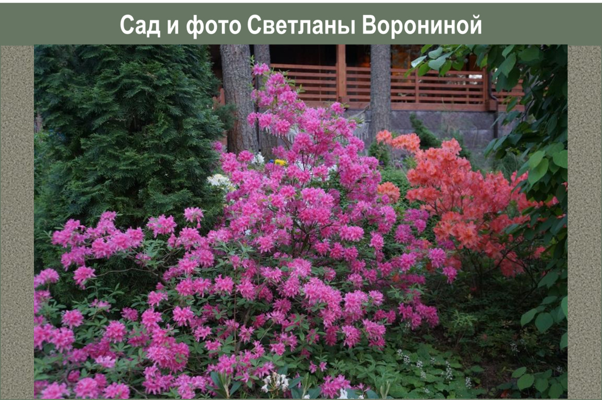 Рододендрон вечнозеленый Гаага