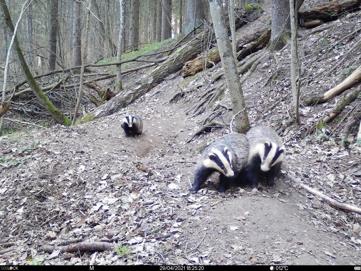 Начало игры или разборок?