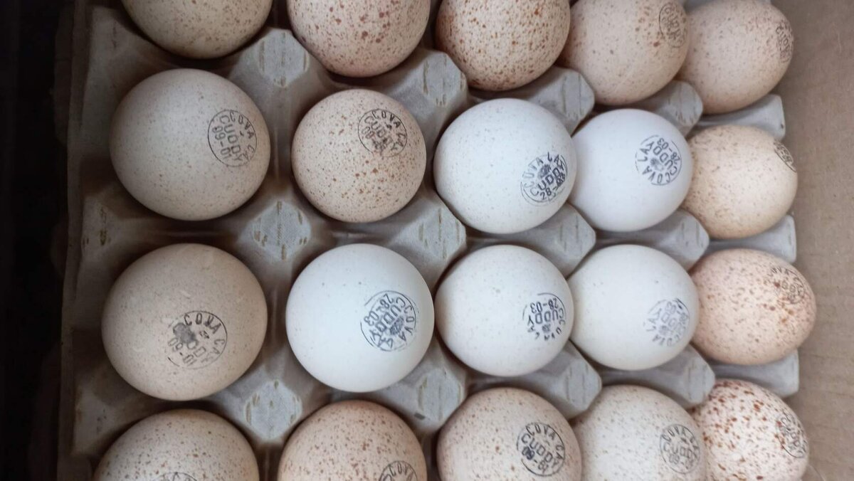яйцо индейки цена на 1 марта была 120  руб. 