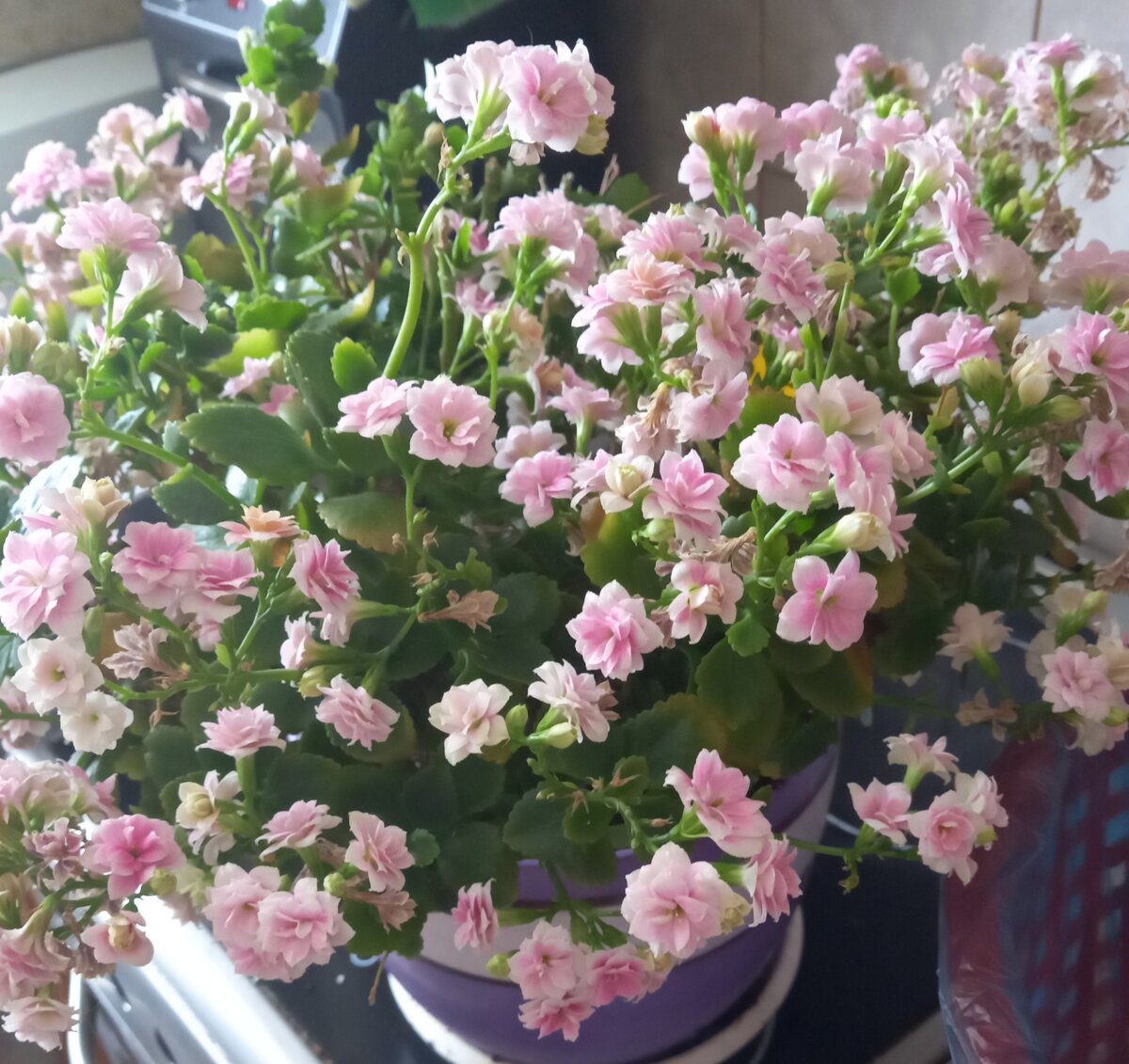 Мой 3х летний каланхоэ  и первый, который мне подарил сын.