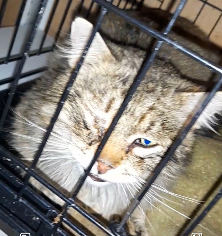 Кэт-Кэт в стационаре с ринюшником