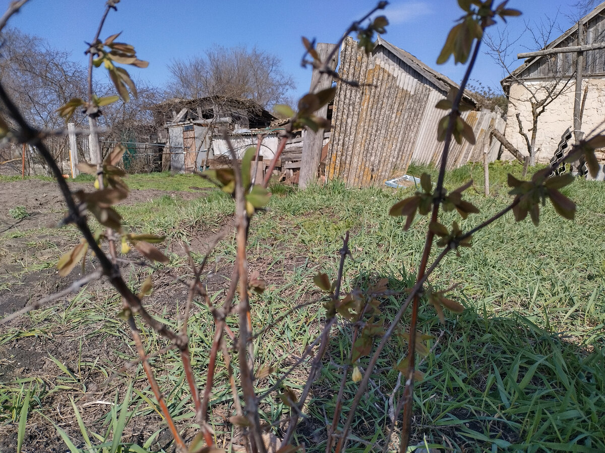 Жимолость зацветает