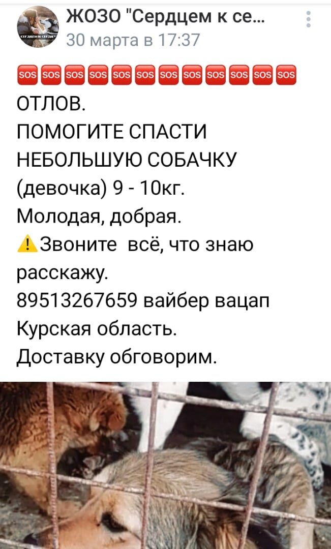 Как только мы узнали и увидели её в отлове, сразу просили помощи