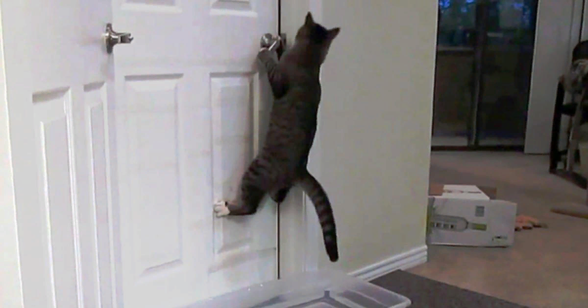 Кот дремот в реальной жизни. Кот открывает дверь. Кошка скребется в дверь. Кот лезет в дверь.