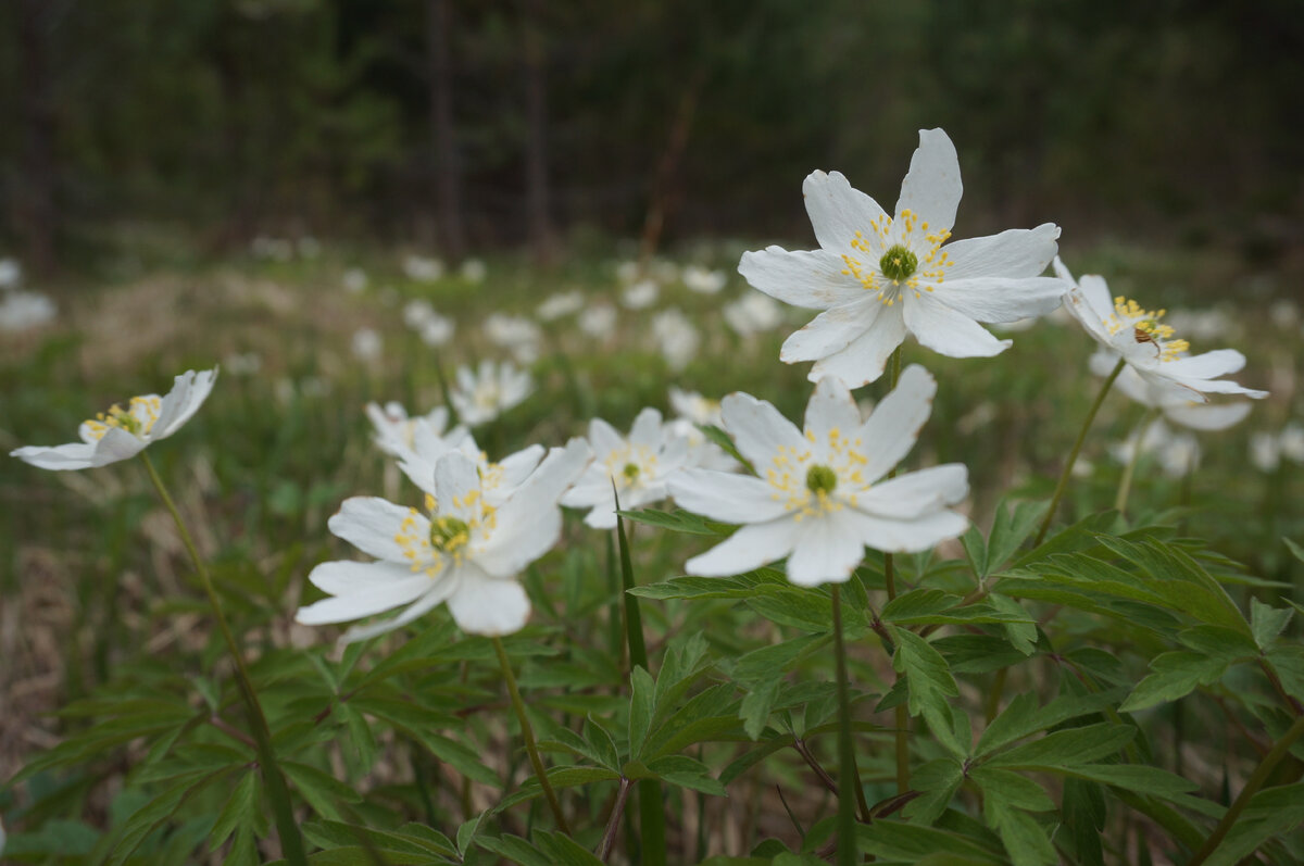 Юлия Сова, астролог. Фото автора