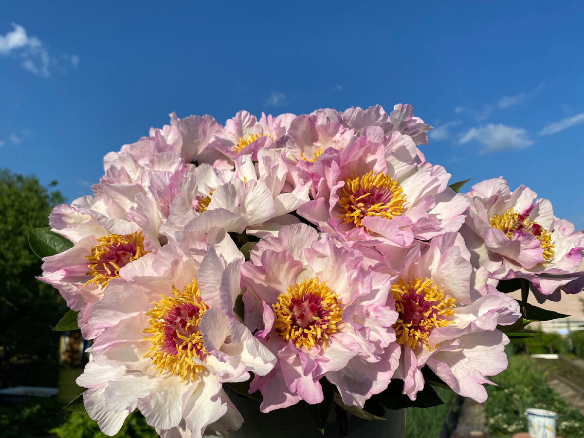 Пион Tranquil Dove