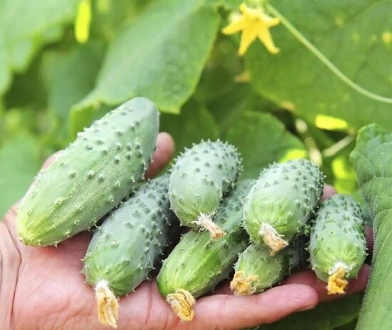 Как получить большой урожай