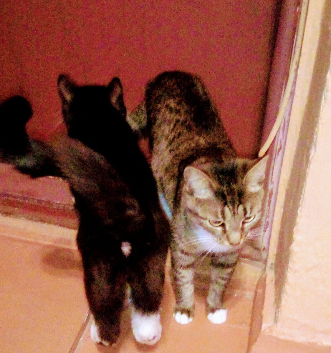 Сильнее кошки зверя нет. Ноябрь животное. Ноябрь кошка