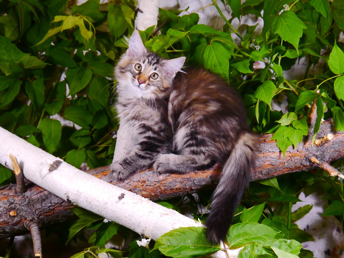 Норвежская лесная кошечка Алиса, 3 месяца!