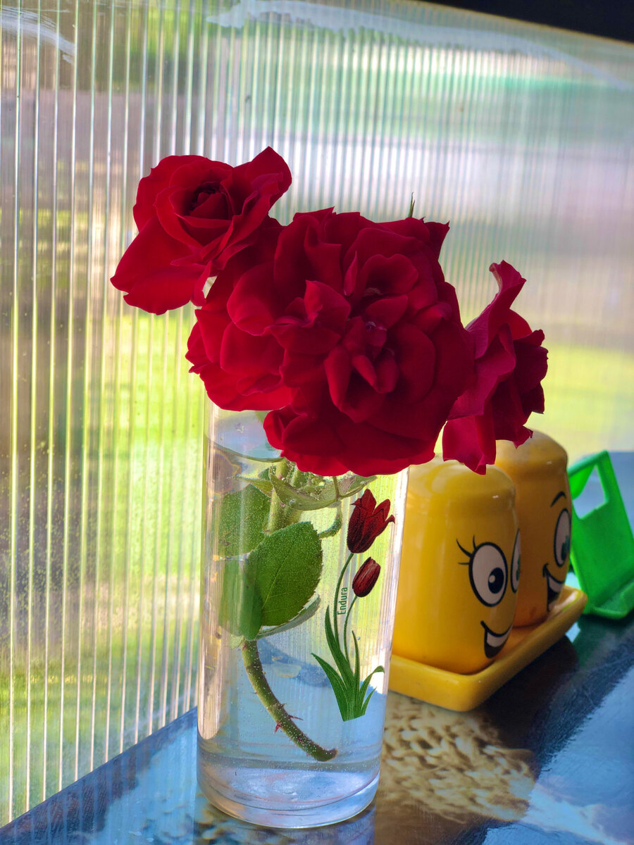 Ветка розы сильно наклонилась к земле, пришлось срезать