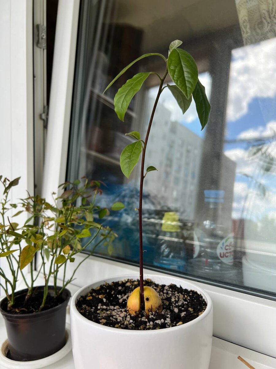 Выращивание авокадо из косточки | NO ART NO MART | Дзен