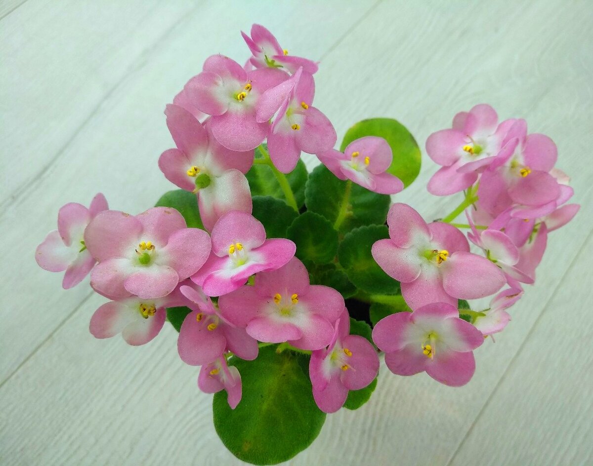 Mac’s Day Dream (G.McDonald) (фото из интернета)