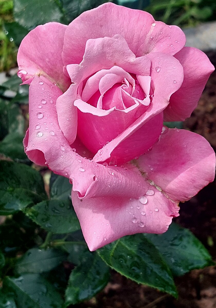 Парфюм де Либерти. Ч/г роза 