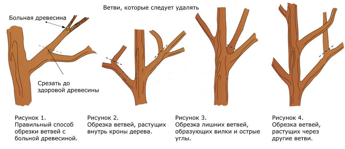 С какой целью производят обрезку побегов. Схема подрезки плодовых деревьев. Принципы обрезки плодовых деревьев схема. Схема обрезки плодовых деревьев осенью. Схема санитарной обрезки деревьев