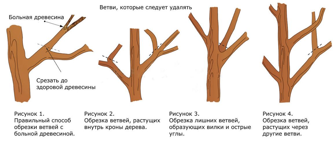 Виды обрезания. Схема подрезки плодовых деревьев. Принципы обрезки плодовых деревьев схема. Схема обрезки плодовых деревьев осенью. Схема санитарной обрезки деревьев.