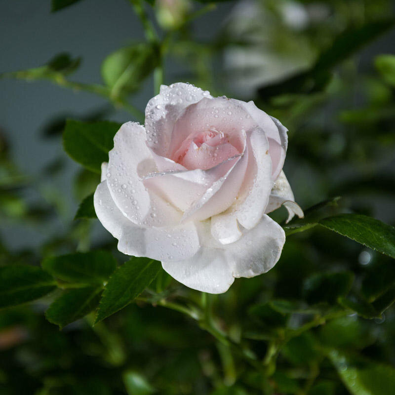 Почвопокровные розы – это группа роз, которые образуют плотный ковер из побегов, стелющихся по земле. Они могут достигать высоты от 20 до 100 см и ширины от 1 до 3 метров.