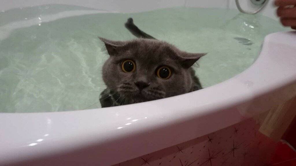 "The cat is splashing water in the bathtub" (Кошка брызжет водой в ванной). Здесь "in" указывает на место, где кошка находится внутри ванны и плещет воду.