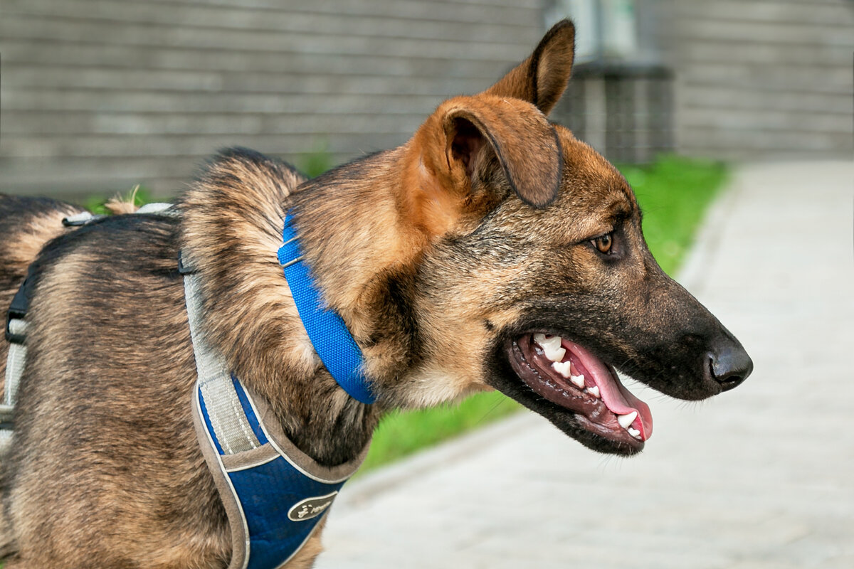 Макс близкий метис немецкой овчарки, спокойный, послушный