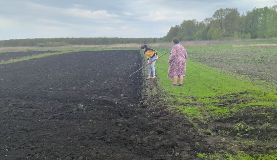 В августе, как правило, выкапывают урожай картофеля и чтобы место не пустовало, опытные садоводы сеют сидераты - это такие растения которые помогают земле восстановить плодородие и даже избавиться от-6