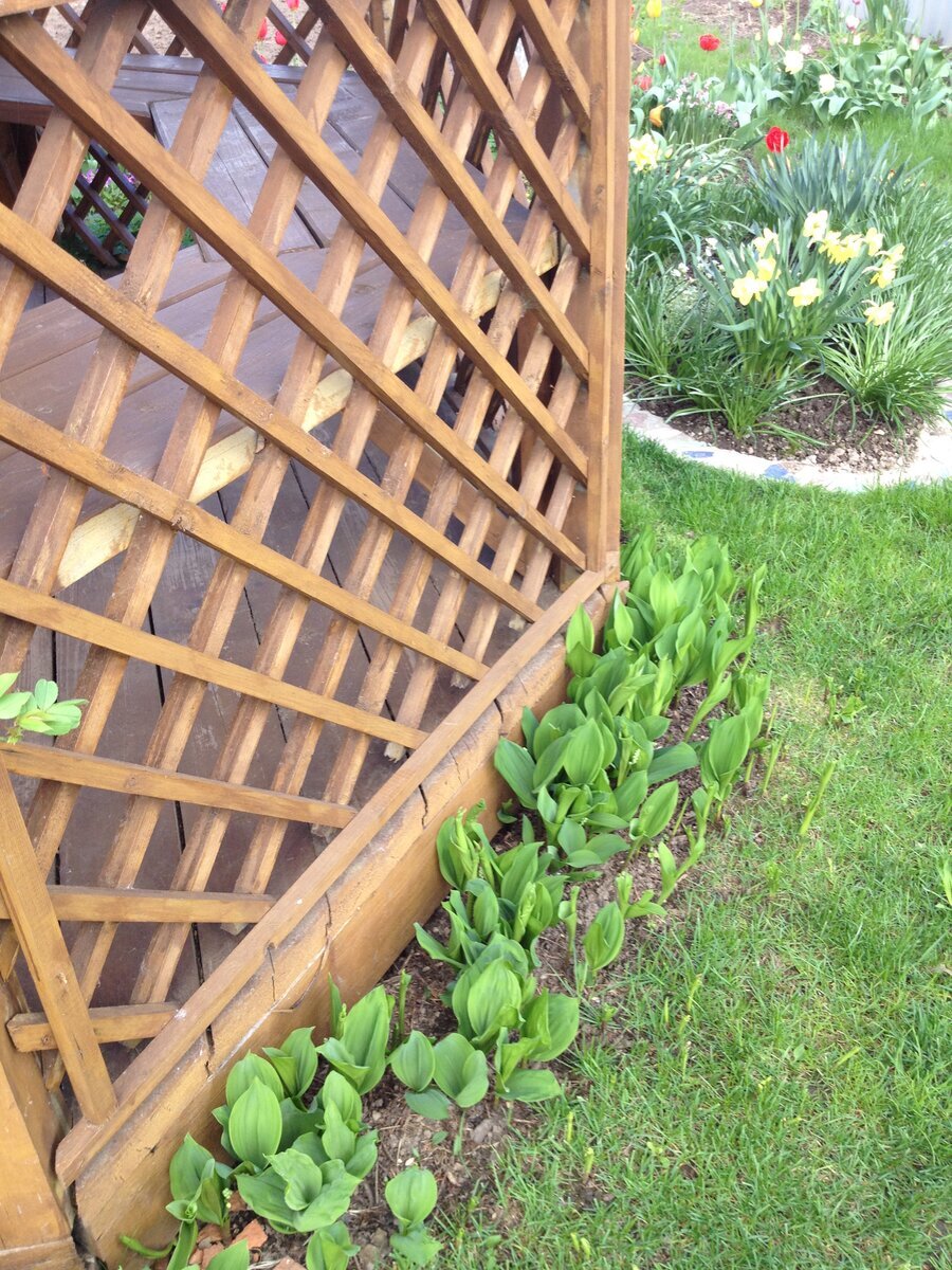 Ландыши уже много лет растут у меня в тени беседки