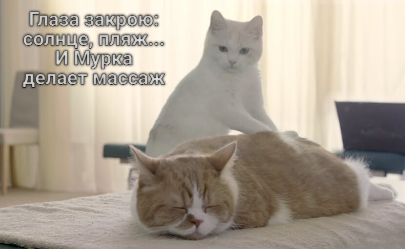 Массажиста вызывали? Почему кошки так любят делать массаж. | Живой уголок |  Дзен