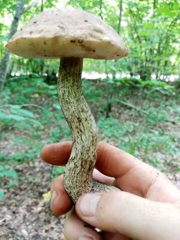 Грабовик (Leccinellum pseudoscabrum), выросший в микоризе с лещиной, Шипов лес, Воронежская область.