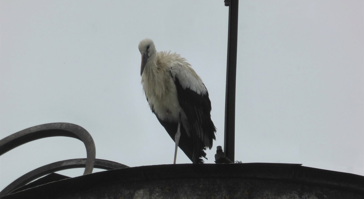    Не только Пятачка спасло людское неравнодушие. Елена Французова