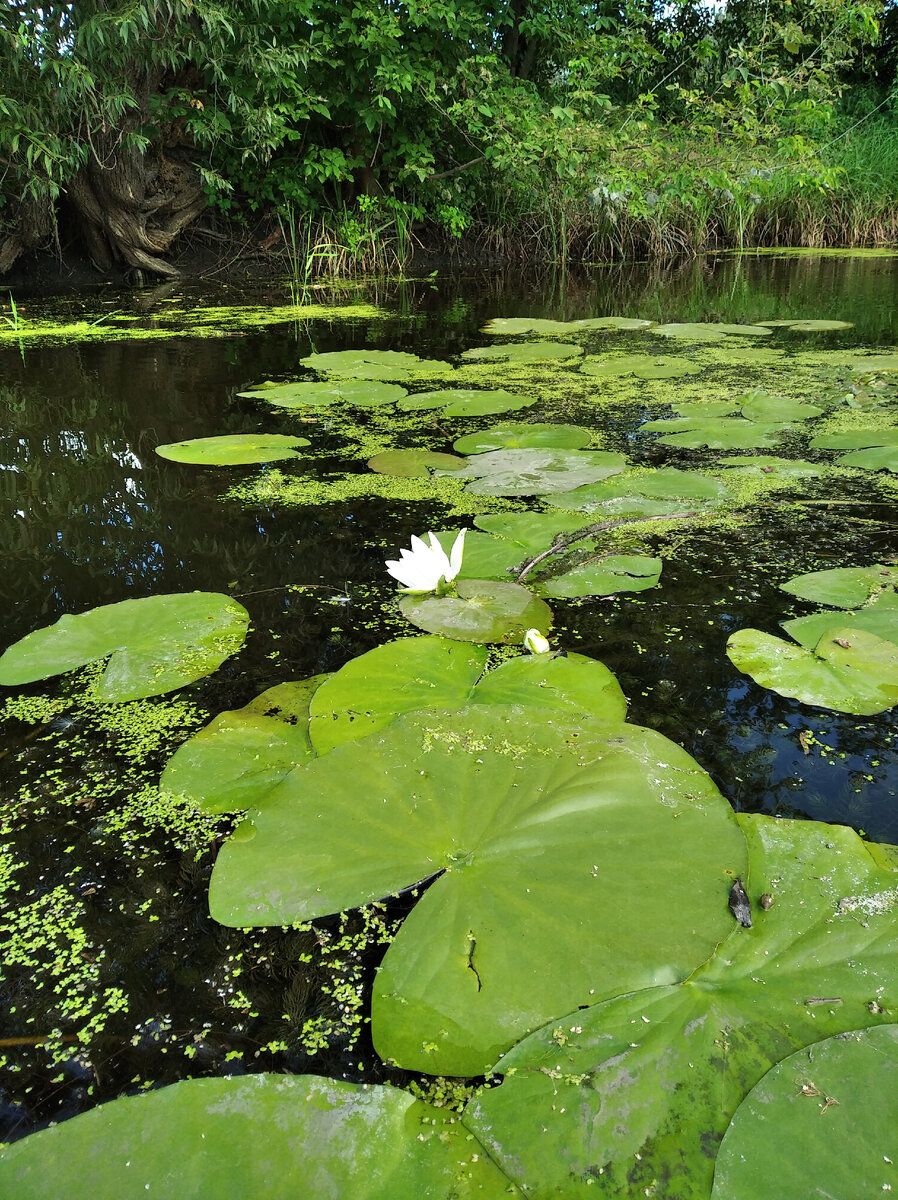 Личные фото