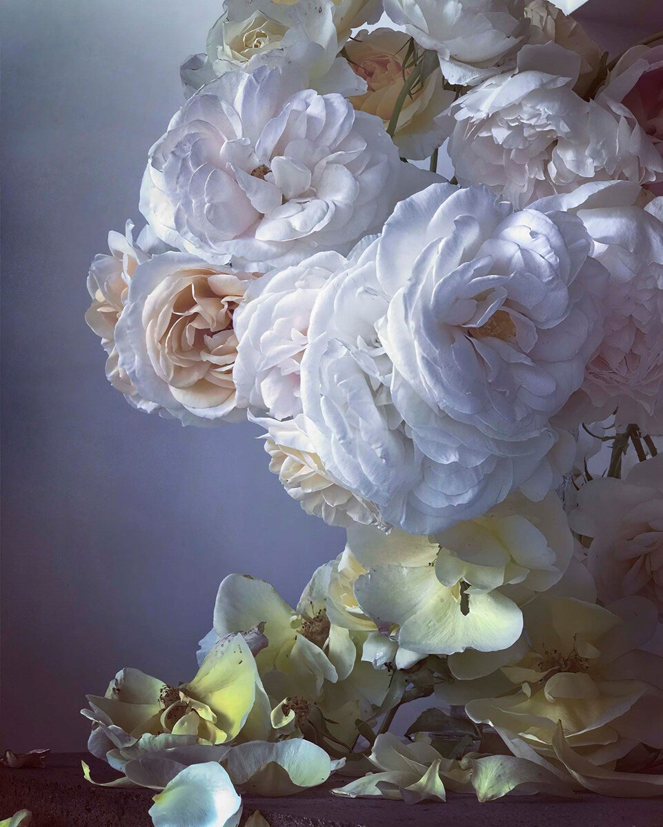 Nick Knight: Roses. Sunday 4th June, 2017. Imagery courtesy Albion Barn, © Nick Knight