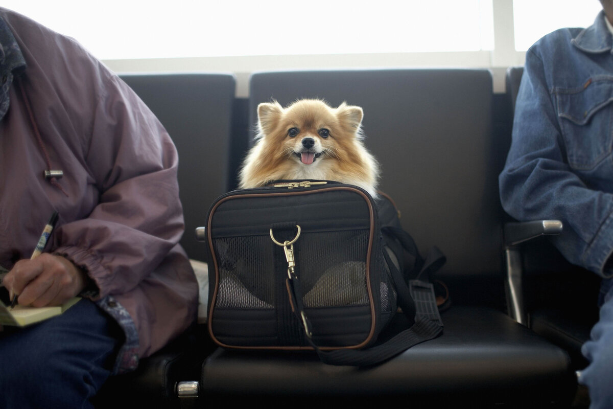 Как подготовиться к перевозке собаки на поезде