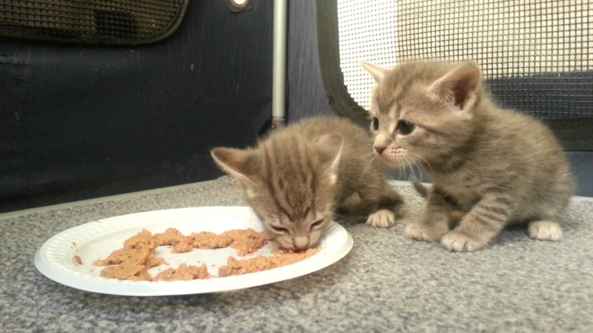 Маленький котенок есть. Котенок кушает. Маленький котёнок кушает. Что едят маленькие котята. Еду для маленьких котят.
