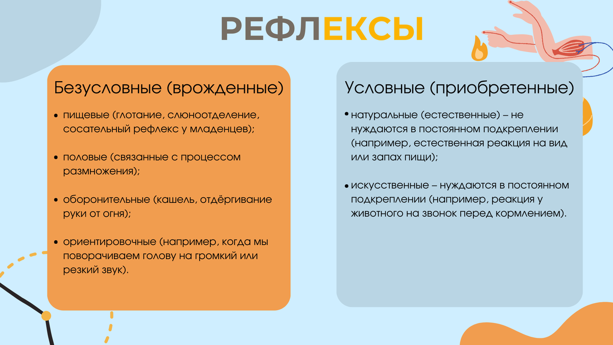 Рефлексы: какие бывают и в чем их особенности? | Биология с Марией  Семочкиной | Дзен