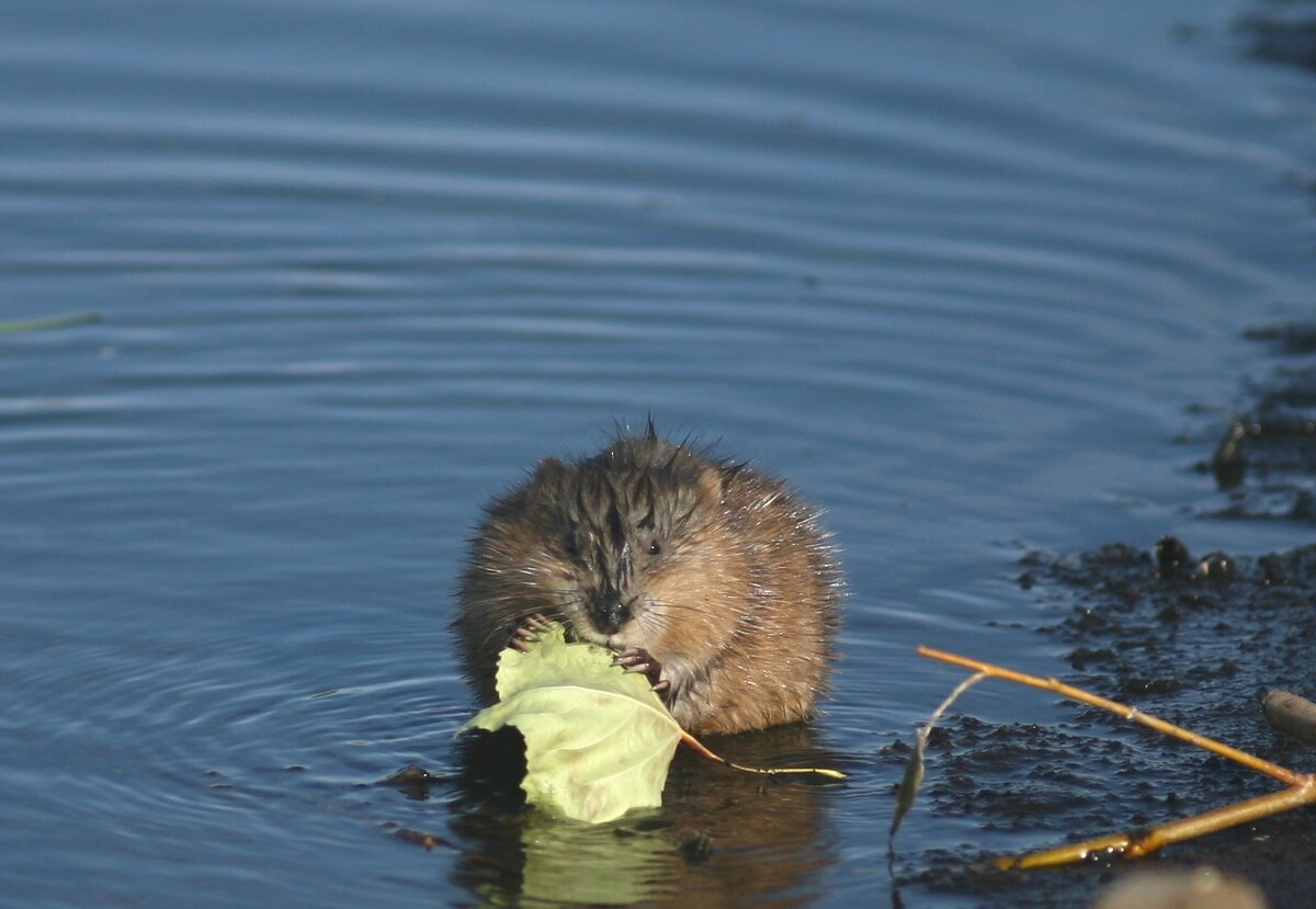 "Ондатра осенний лист – хвать! И в рот".