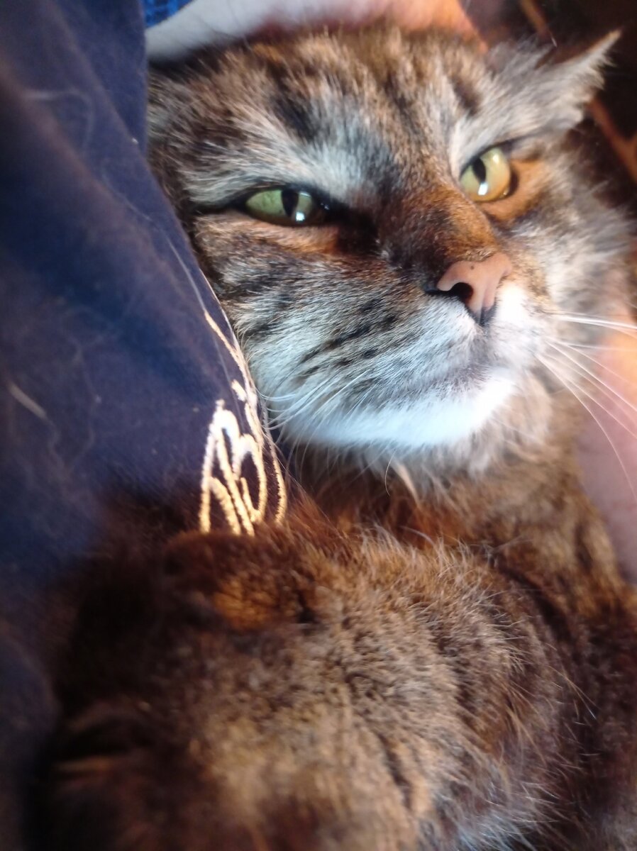 Ты возьми меня на ручки, Обниму тебя я лапкой,
Будет нам тепло с тобою,
И друг с другом сладко- сладко.