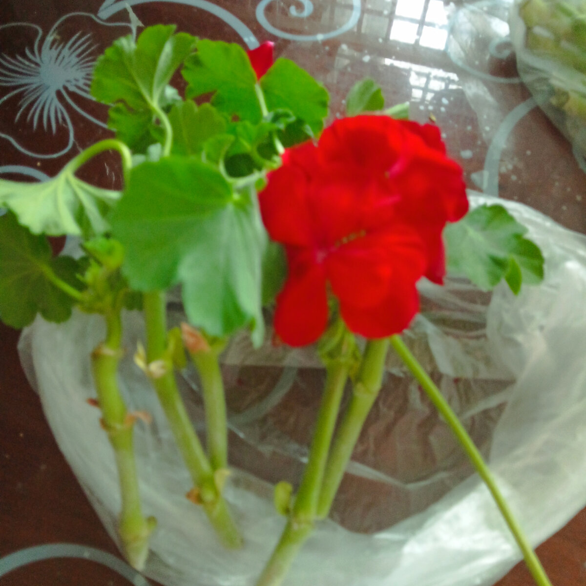 Пеларгония Калиоппе Дарк ред