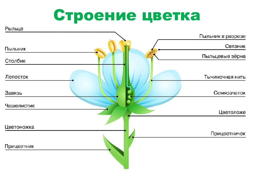 Целое часть биология. Строение цветка покрытосеменных растений. Строение цветковых покрытосеменных растений. Покрытосеменные растения схема строения. Строение цветковых растений 6 класс.