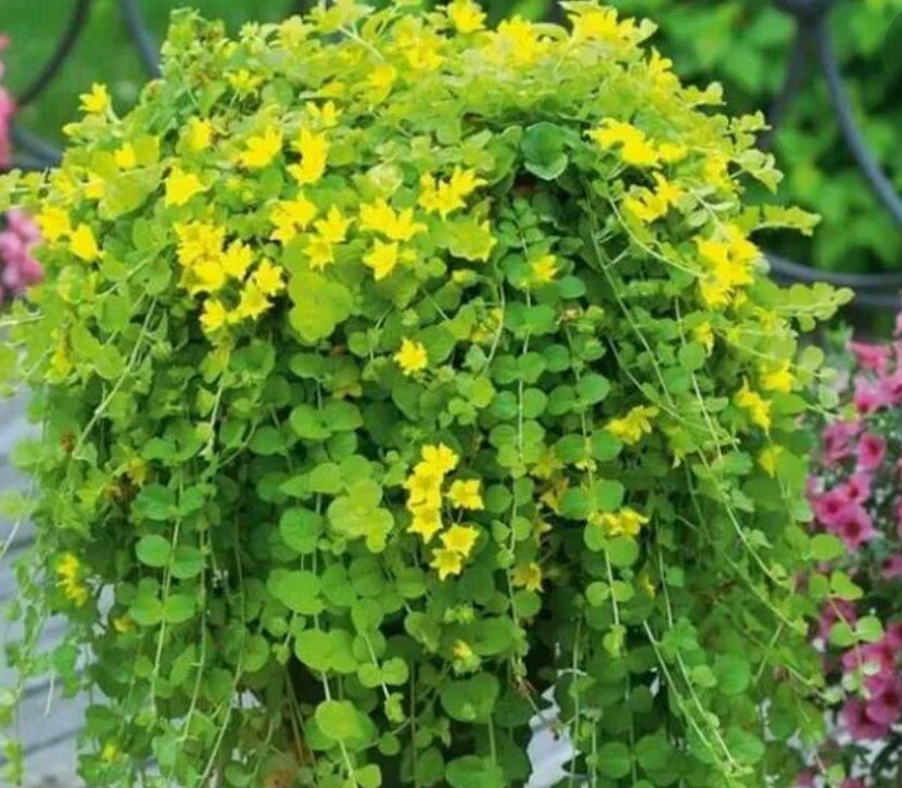 Lysimachia Golden foliage