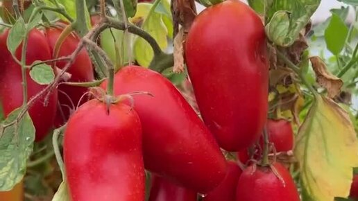 Семена Алтая. Дачные советы от Виктории Карелиной | ТОМАТ - ТРУДЯГА ...