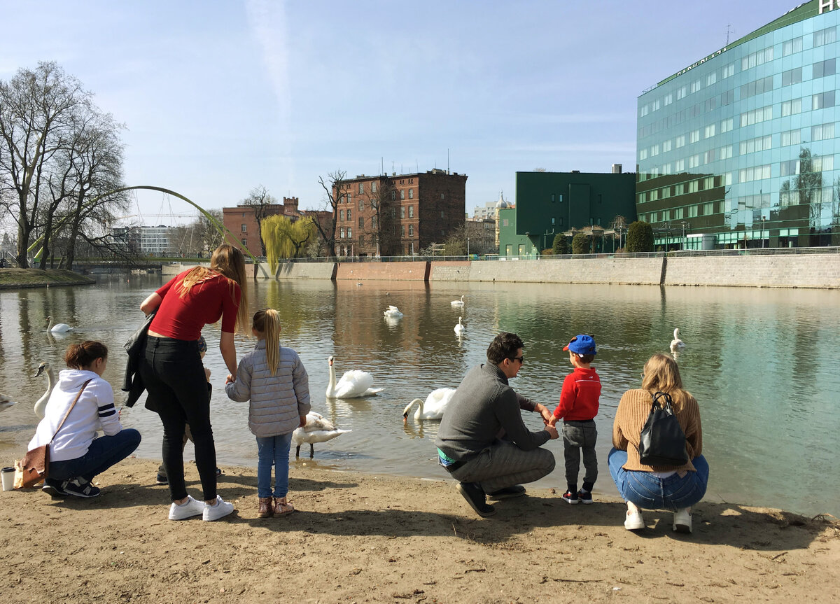 Вроцлав, Польша. Лебеди на одном из островов на Одре.